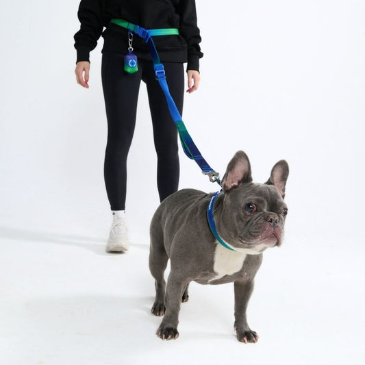 Multipurpose Seatbelt Handsfree Leash & Poop Bag Holder Set - Lime Wave