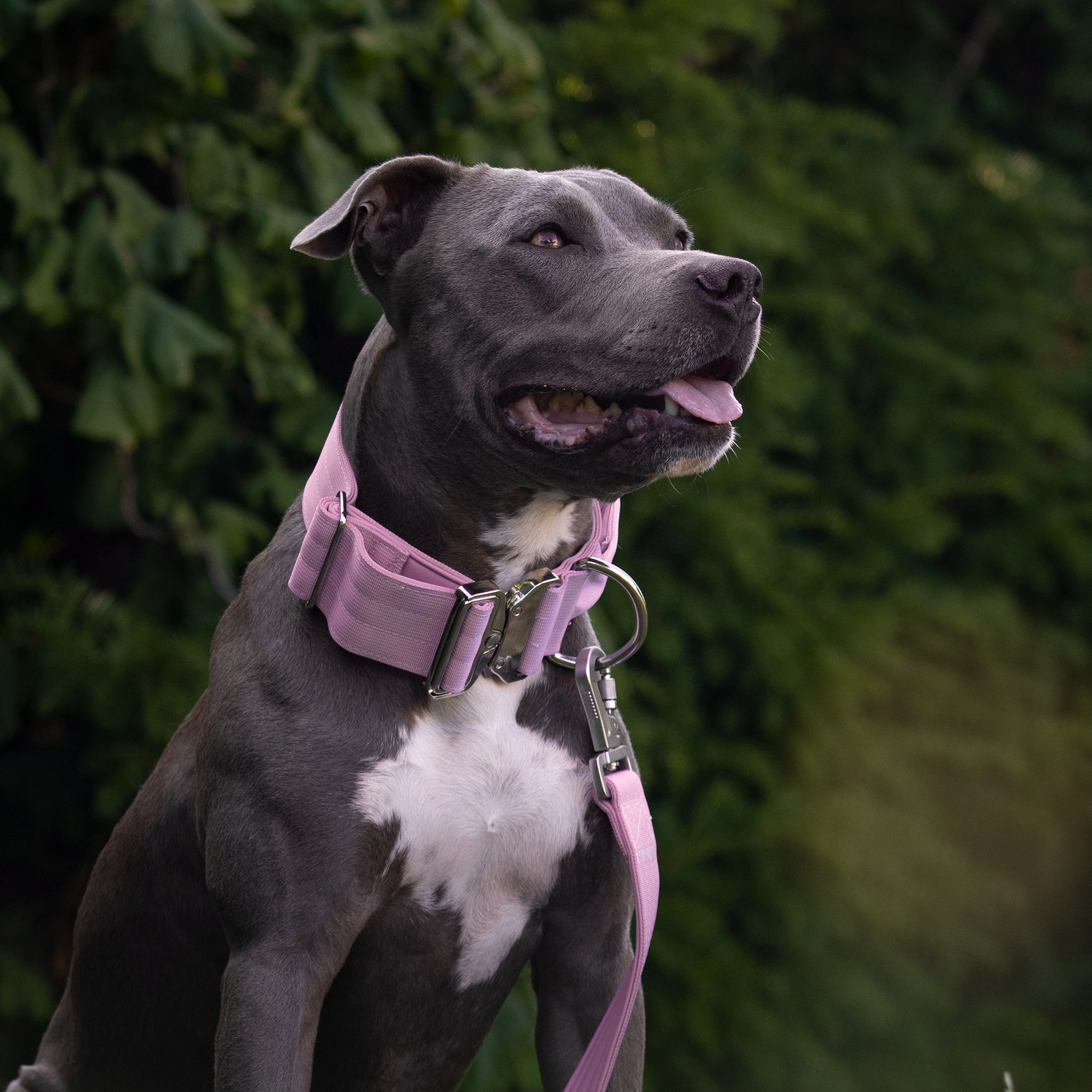 Pink Collar||size:XS,S,M,L