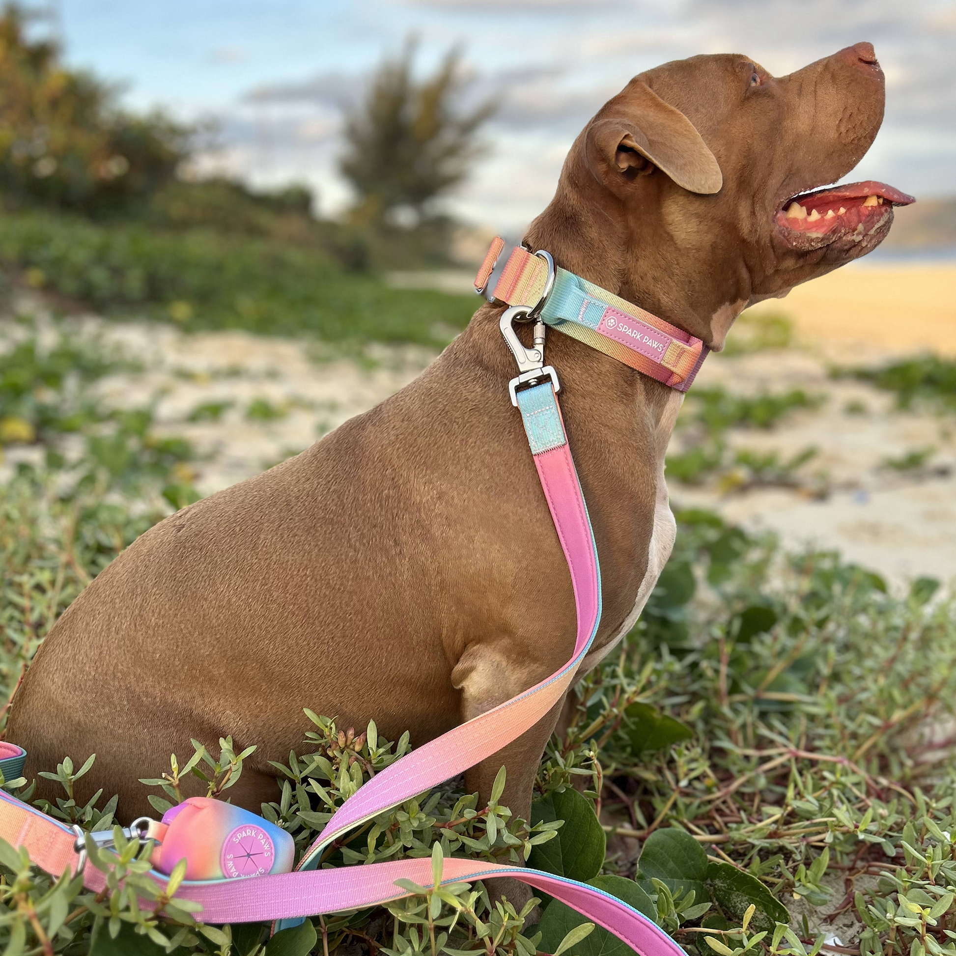 Pastel Icing Collar