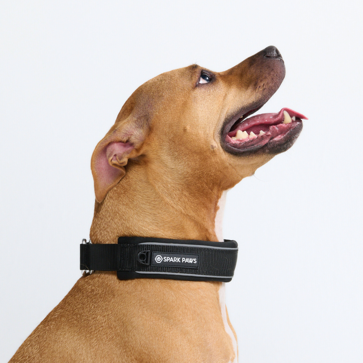 Black Martingale Collar||size:C,D,E