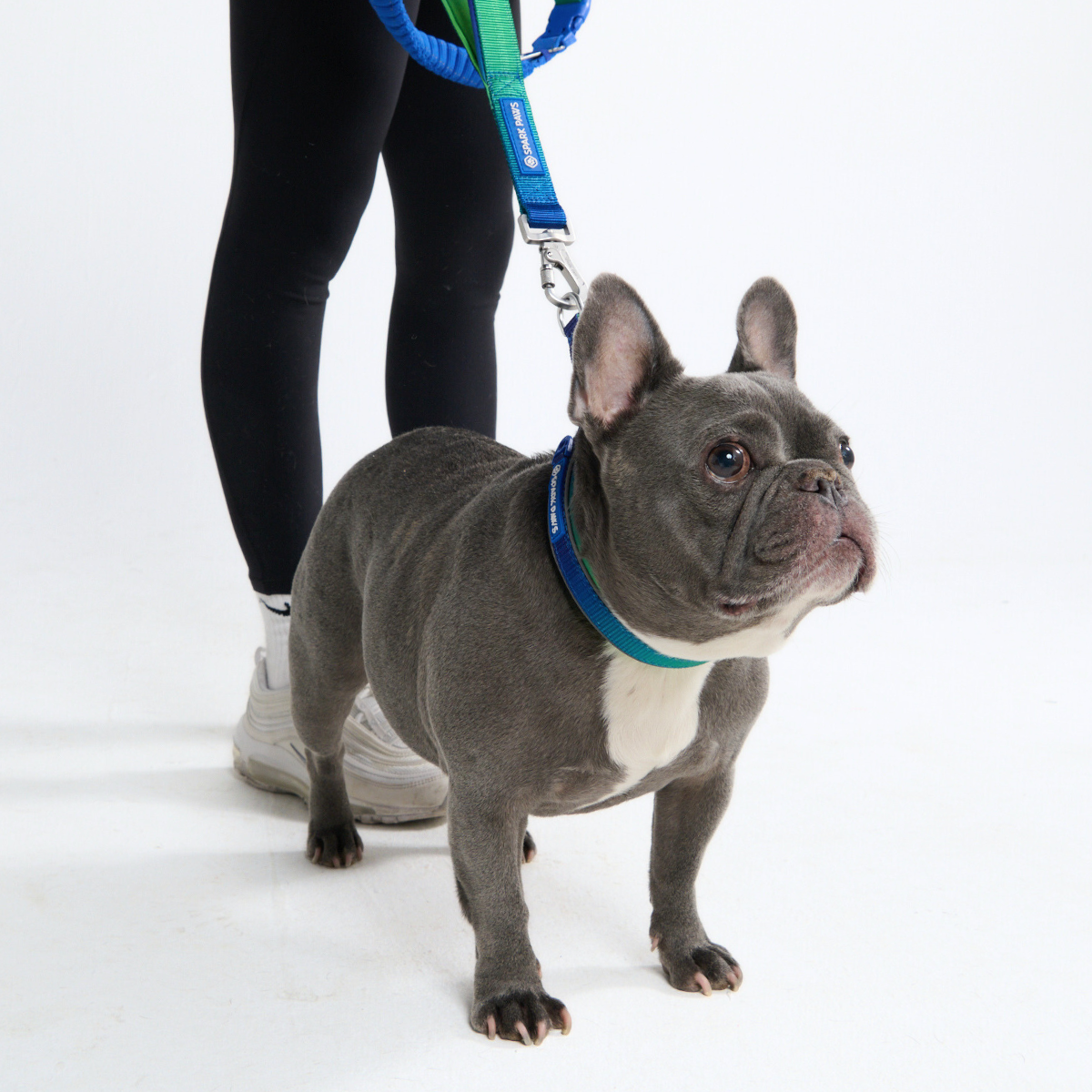 Multipurpose Seatbelt Handsfree Leash & Poop Bag Holder Set - Lime Wave